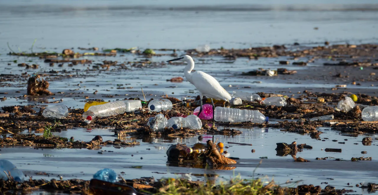 egretta-garzetta-entre-muchas-botellas-de-plastico-y-basura_99250c66_1208404663_230604143124_1280x662